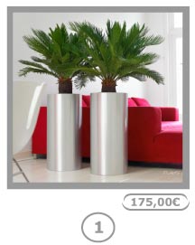 fotogalerij plant 1: palm (hydrocultuur)
