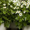 plant nr.4 in fotogalerij planten: vetplantje met witte bloempjes