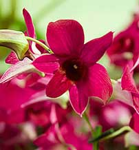 dieproze bloemen die behoren tot de familie van de orchidee